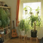 観葉植物