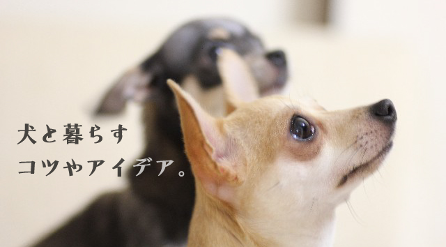 犬と暮らす