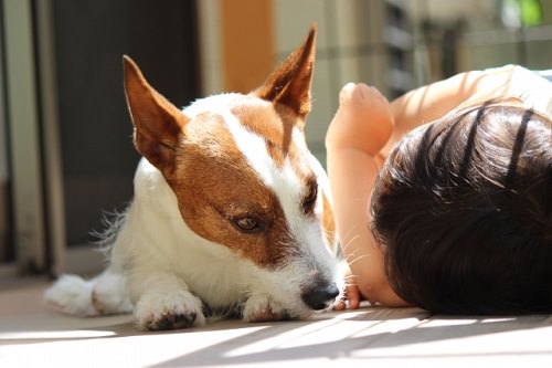 犬のストレス
