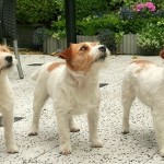 Jack_Russell_Terriers