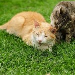 猫を飼う